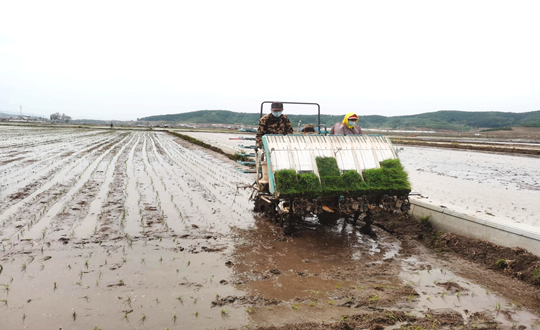 14 人生就是搏农业水稻插秧现场_副本.png